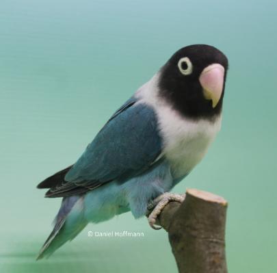 Schwarzköpfchen pasizu.de